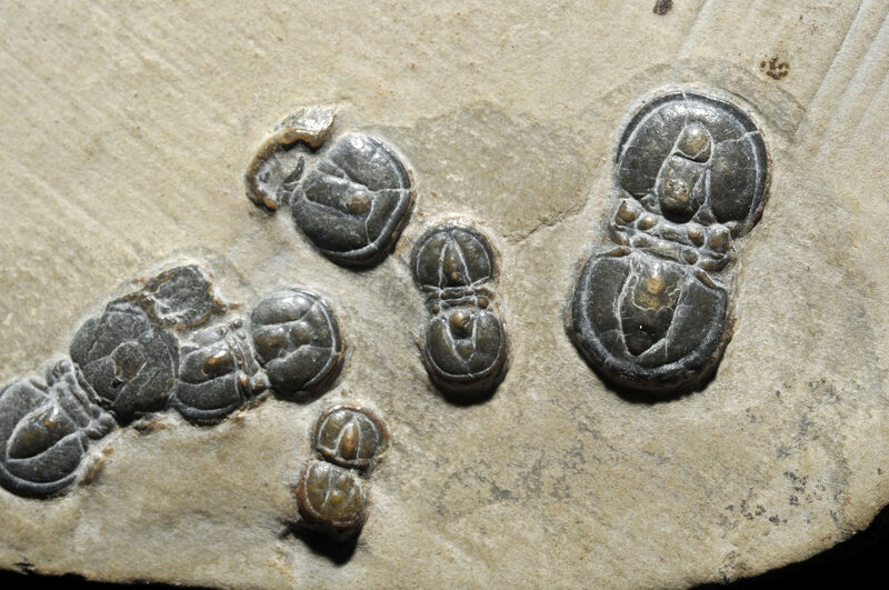 Trilobite fossil, Paleozoic era